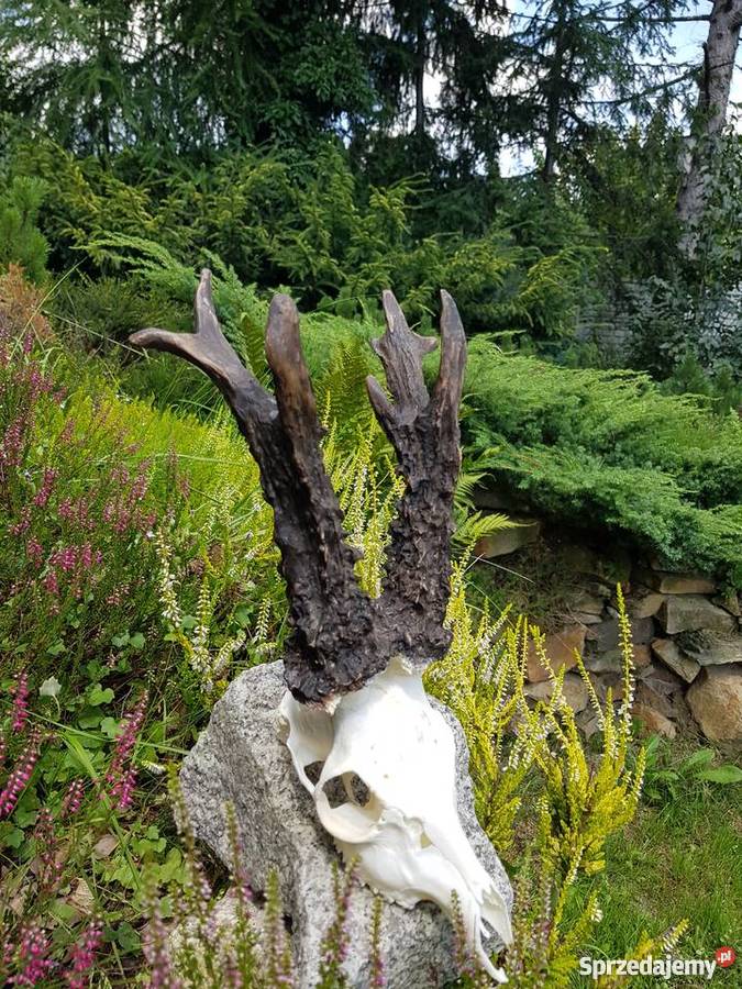 PAROSTKI REKORD ŚWIATA Pozostałe Orzesze