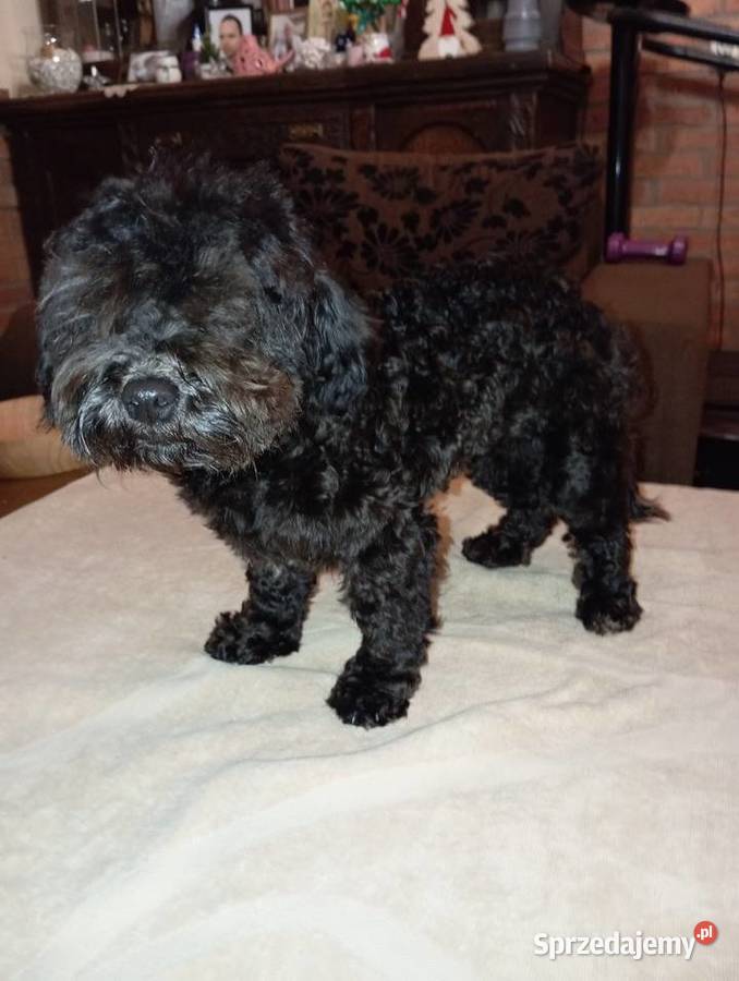 Hawana sunia rasy Rosyjska Bolonka Kolorowa