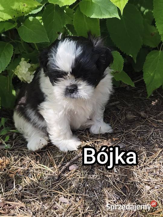 Szczenięta shih tzu Shih Tzu mazowieckie Radzymin