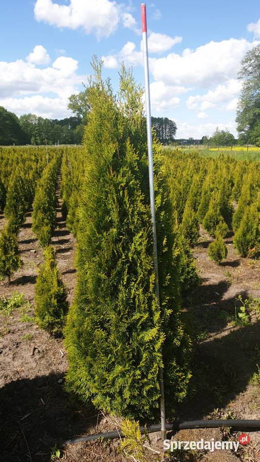 Thuja Smaragd 180200 Szkółka roślin Producent Rydzyny
