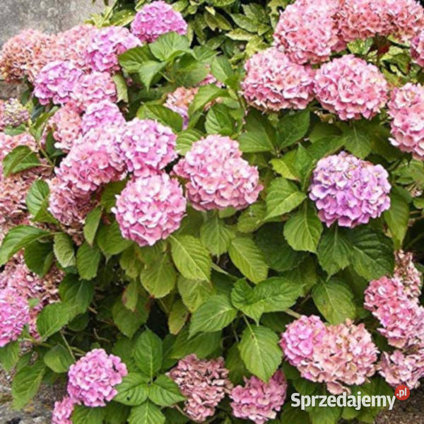 HORTENSJA OGRODOWA Messelina sadzonki w Rośliny Ustronie sprzedam