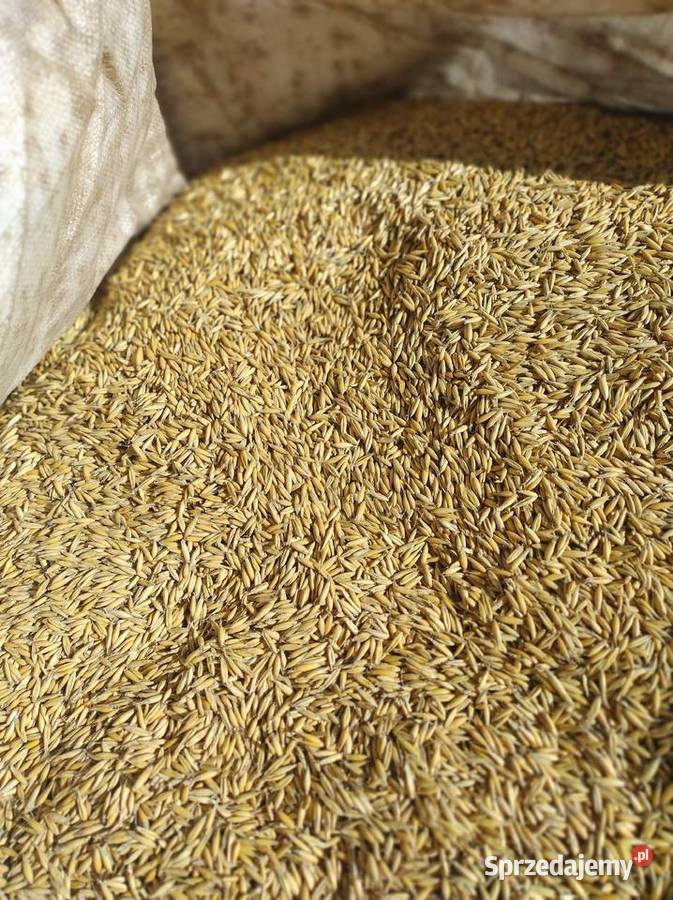 Sprzedam nasiona owsa Bedlno