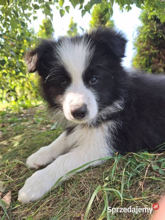 Suczki Border collie gotowe do odbioru Dydnia