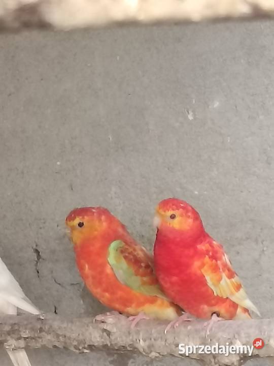 Świergotka świergotki wielkopolskie Krzywa Góra