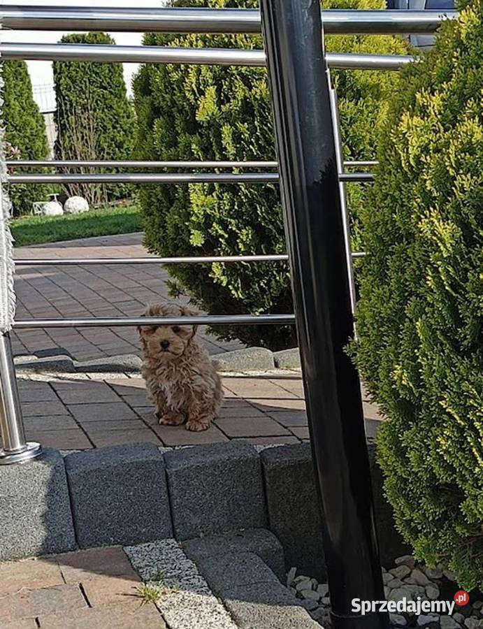Maltipoo piesek Szydłowiec
