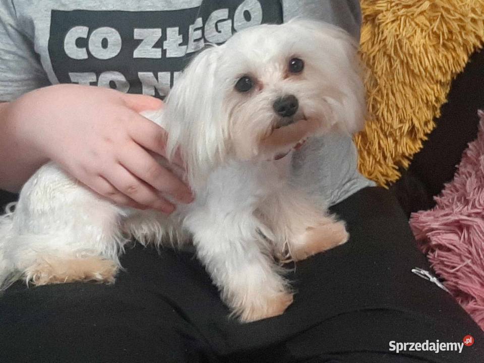 Maltańczyk maltanczyki