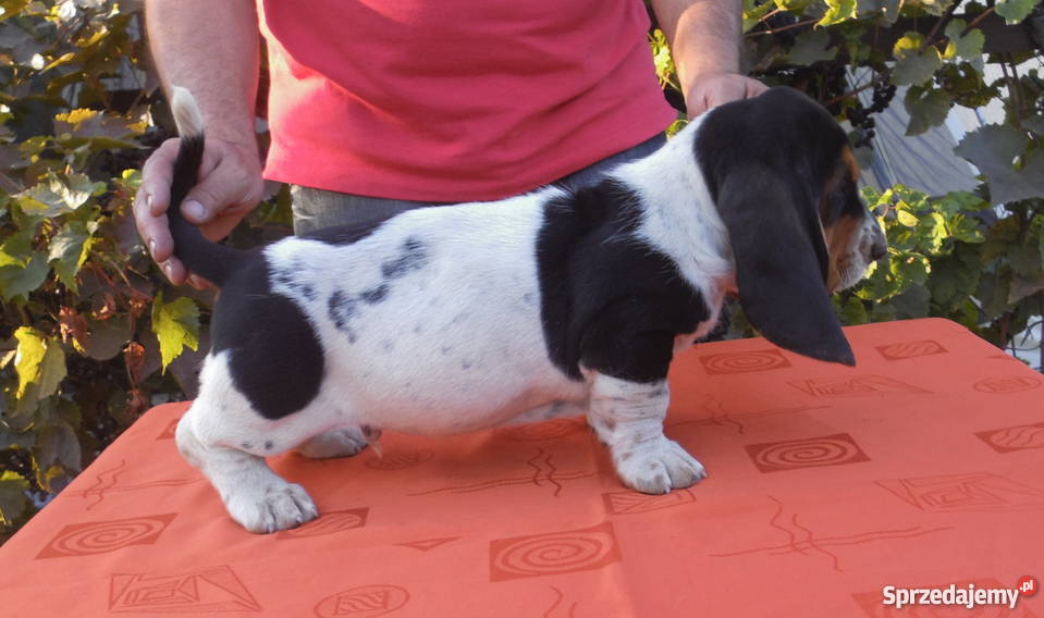 Basset Hound SZCZENIĘTA Z ELITARNYM RODOWODEM Radziejów