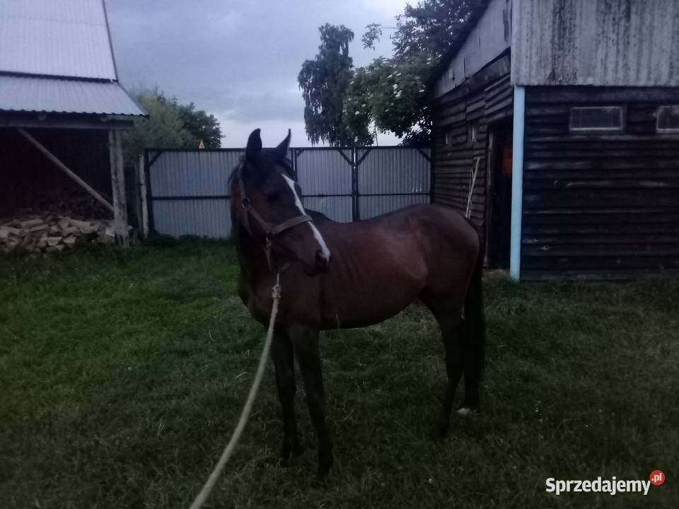 Klacz Angloarabska 2 lata