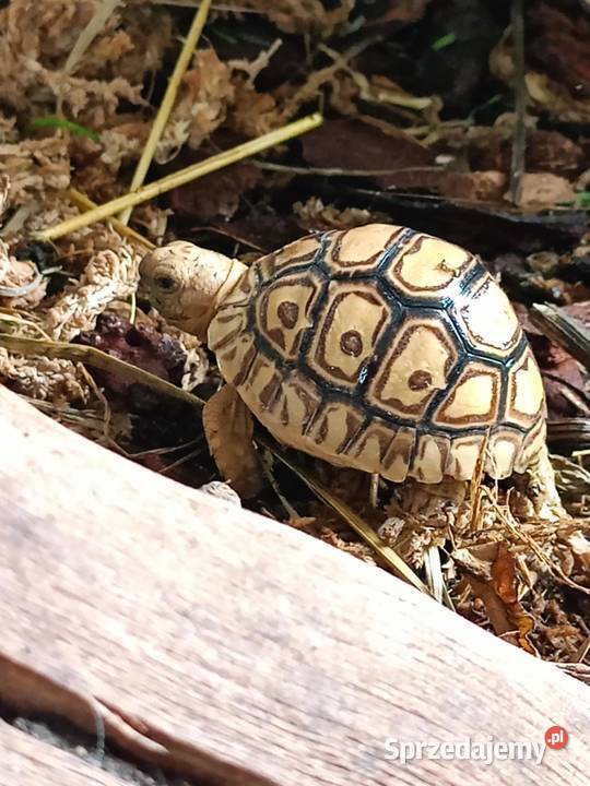 żółw lamparci żółwie lamparcie młode Białystok