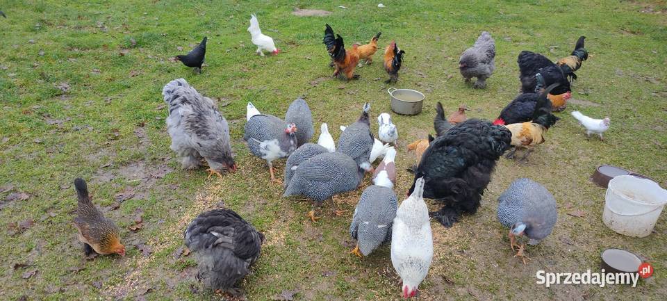 Sprzedam perliczki wszystkie z 25 roku Tokarówka