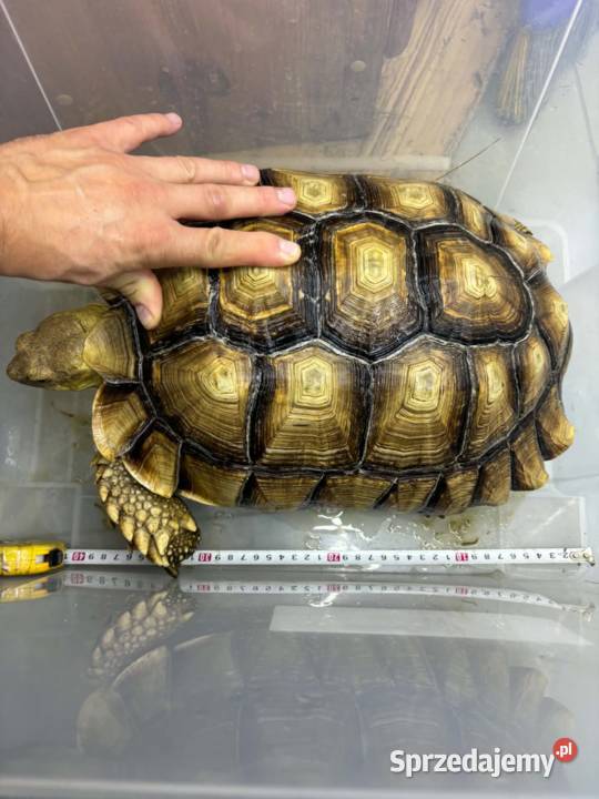 Centrochelys sulcata żółw pustynny Gady i płazy Miechów
