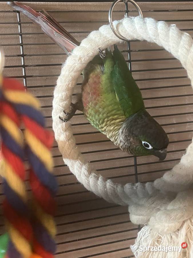 Rudosterka zielonolica Kęty