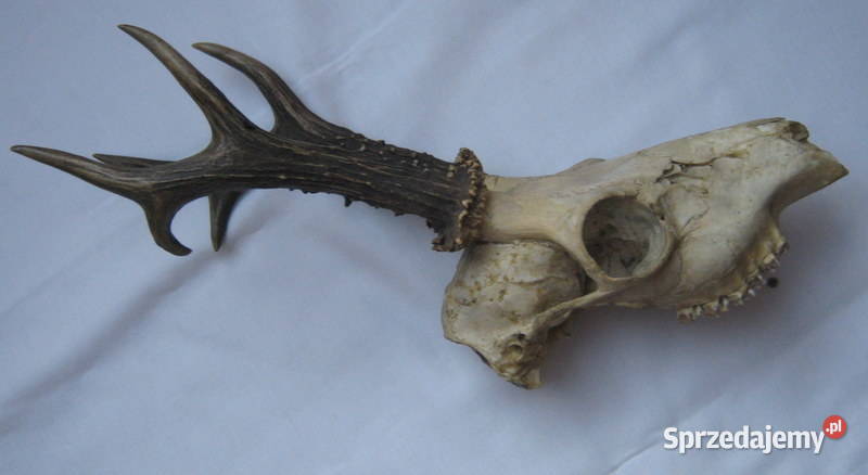 Poroże z czaszką Sporty strzeleckie i myślistwo małopolskie Kraków