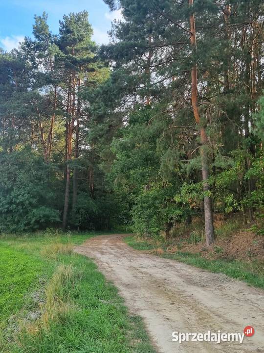 Działka rolnobudowlana 81 arów Kunki powiat 24m
