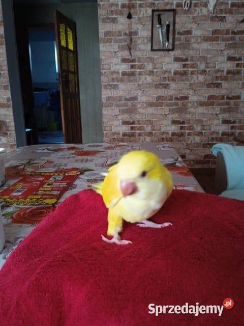 samica mnicha nizanego 25