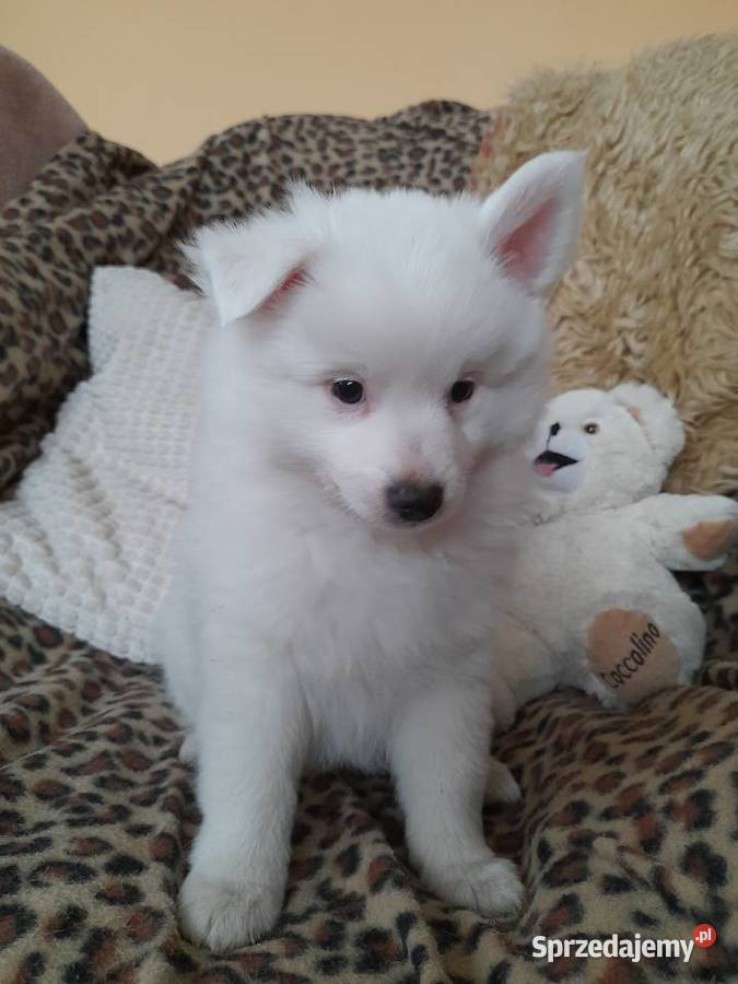 Szpic niemiecki średni szczenięta Dębica