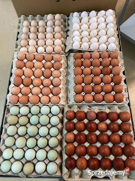 Kurczaki pisklęta nioski mięsne Leghorn Mińsk Mazowiecki