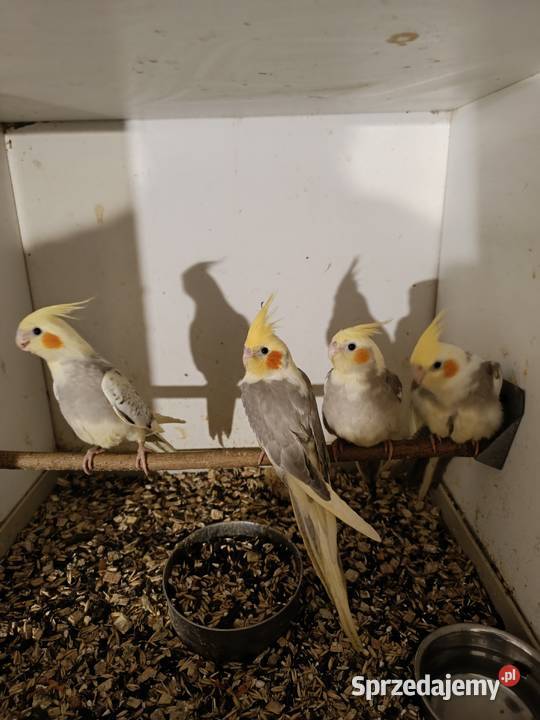 Nimfy oswojone Dębowiec