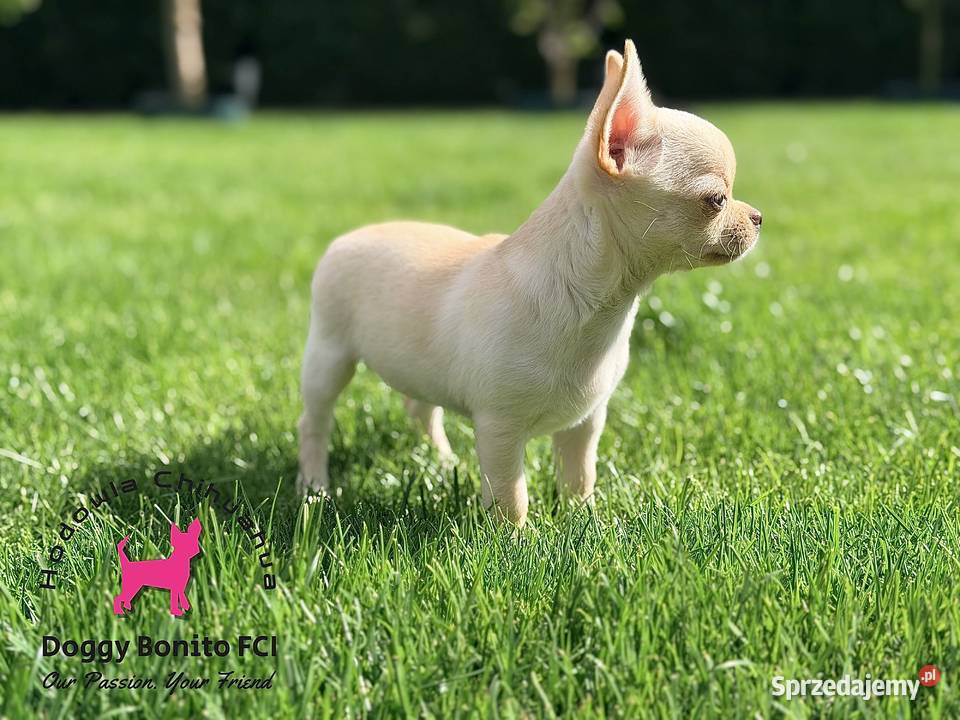 CHIHUAHUA ZKwP FCI drobna dziewczynka Gniezno