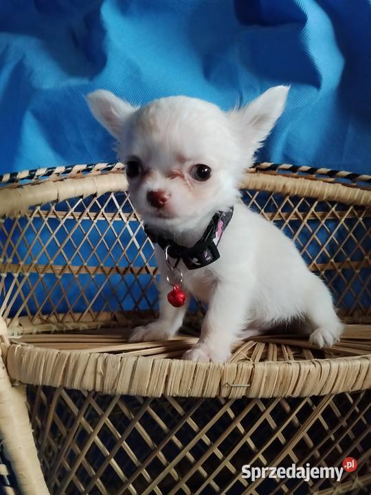 Śliczna malunia sunia chihuahua Głogów