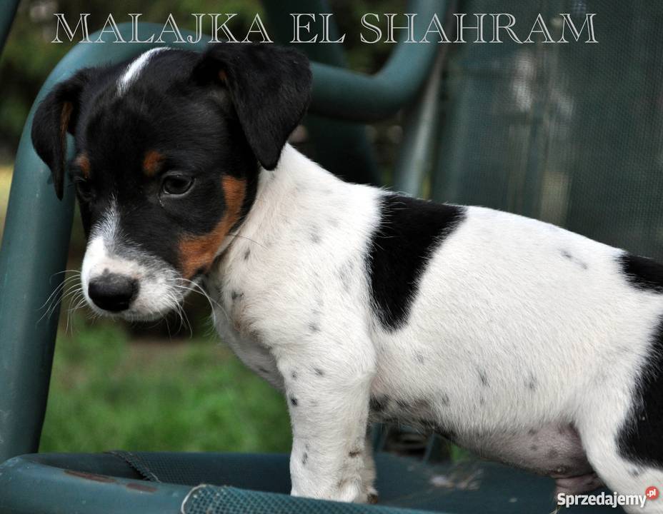 PIESEK Jack Russell Terrier GŁADKOWŁOSY na sprzedam