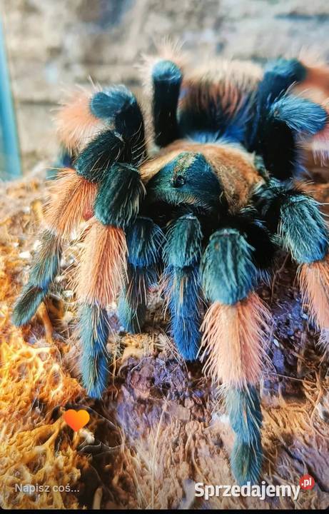 Likwidacja hodowli ptaszniki i skorpiony Wrocław
