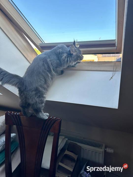 Maine Coon pomorskie