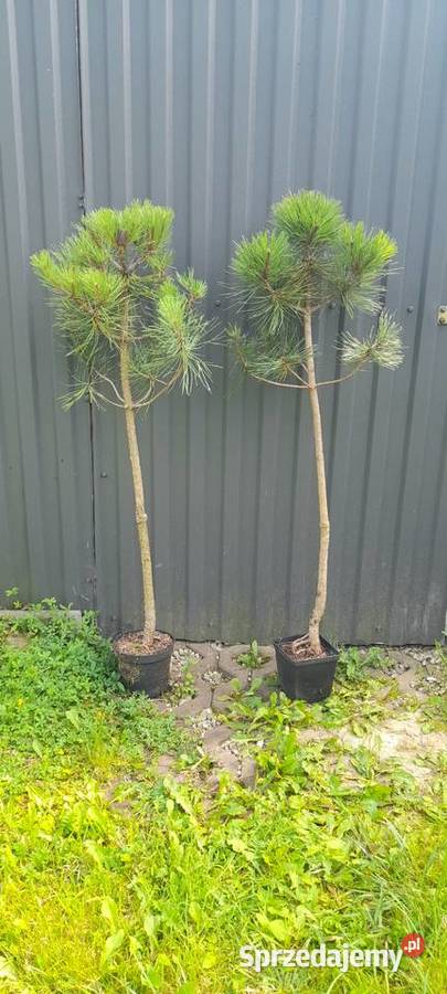 Sosna czarna sadzonka Iglaste małopolskie Nowy Sącz