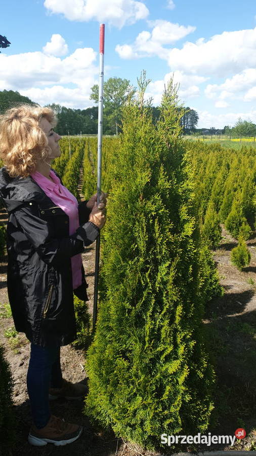 Thuja Smaragd 180200 Szkółka roślin Producent Rydzyny sprzedam