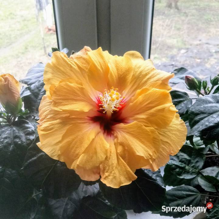 Róża chińska hibiskus Kwiat domowy Skierniewice sprzedam