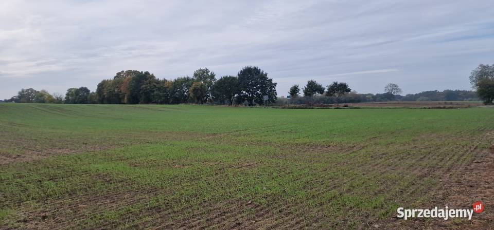 StargardKiczarowo DZIAŁKA 2728 m24WZ zachodniopomorskie Kiczarowo sprzedam