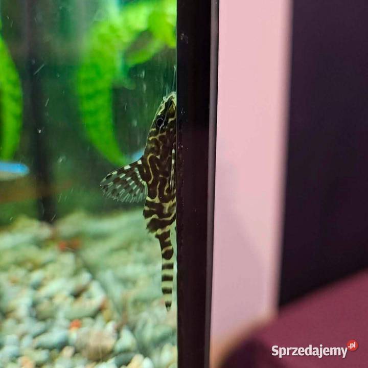 Giętkoząb synodontis ryba akwariowa sum Sędziszów Małopolski