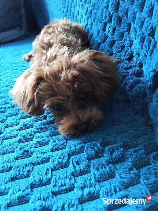 Suczka Maltipoo