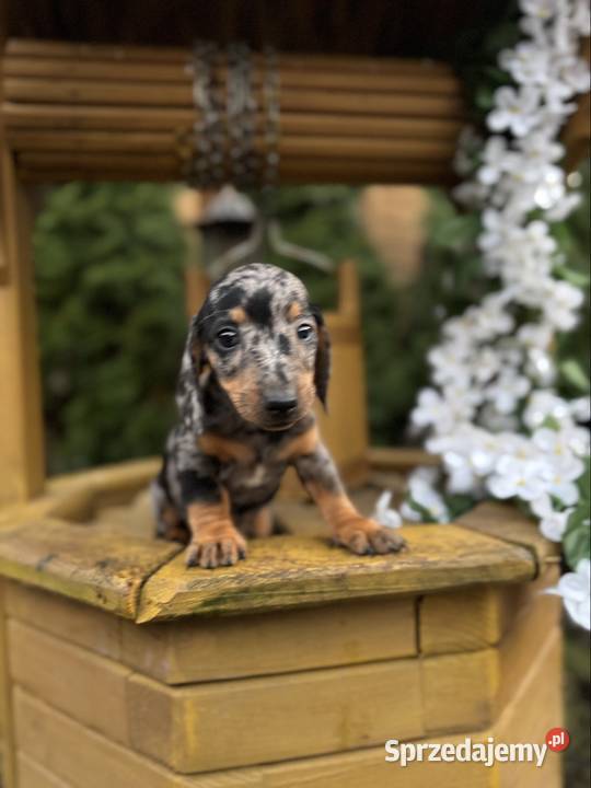 Cudowny Piesek jamnik miniaturowy blue merle z Katowice