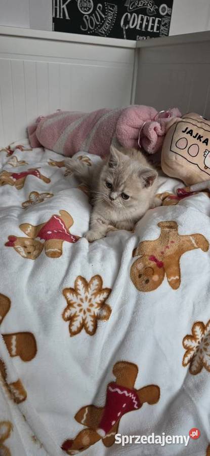 Kocurek brytyjski krótkowłosy z rodowodem do Brytyjski Wrocław