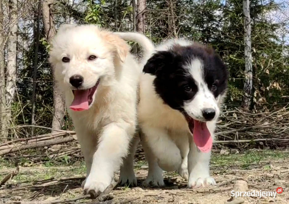 Rasowa suczka XJA eered Border Collie z pełną Iwonicz