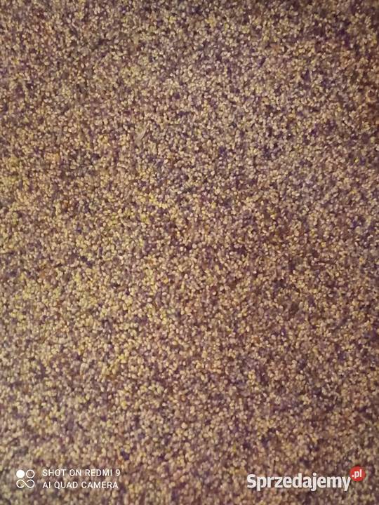 Koniczyna czerwona nasiona