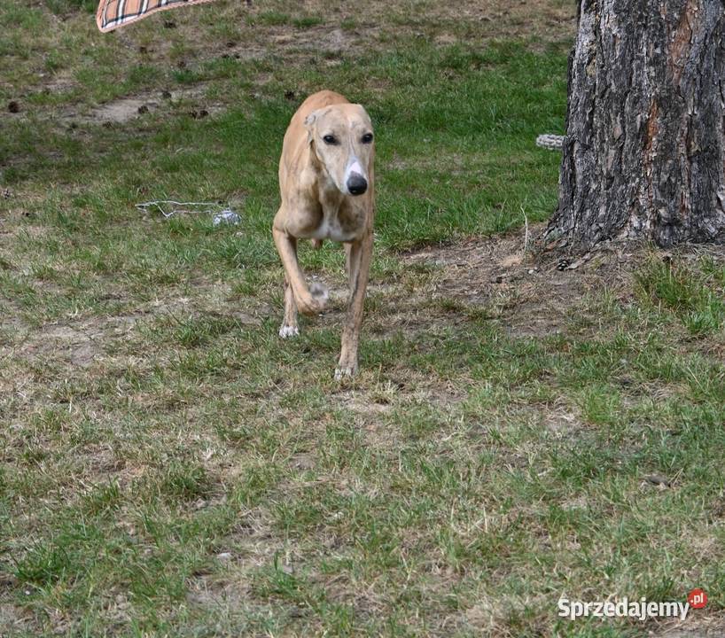 Whippet Chart Angielski piesek Pozostałe śląskie Konopiska sprzedam