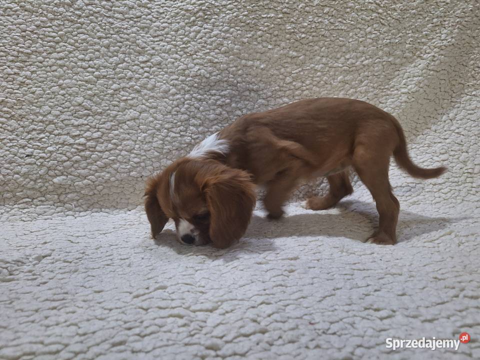 Cavalieki małe szukają domu pełnego miłości mazowieckie Płock