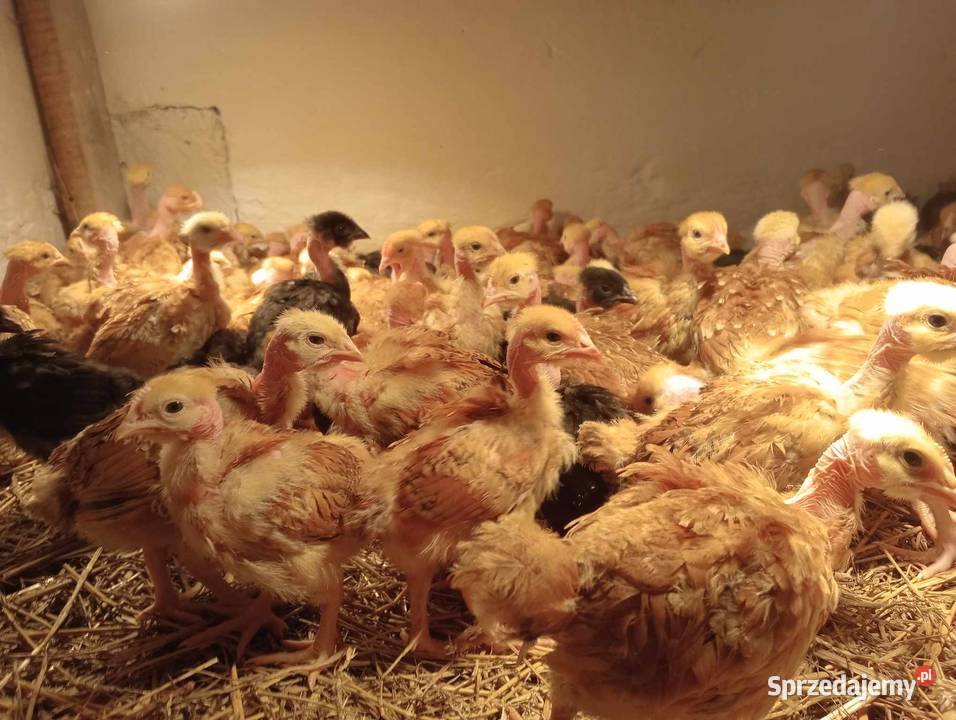 NOWOŚĆ CZERWONY Brojler Zagrodowy Gołoszyjka małopolskie