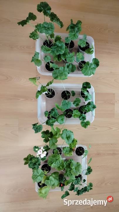Sadzonki pelargonii kolekcjonerskie Koszalin