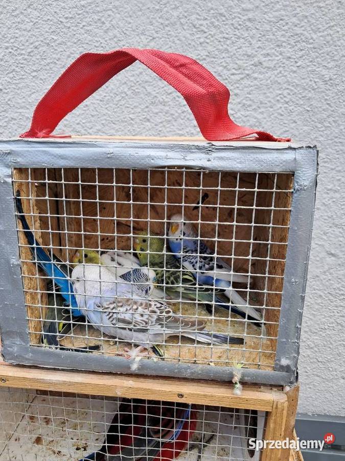 Papugi faliste Drób i ptactwo Giełda zwierząt Kędzierzyn-Koźle