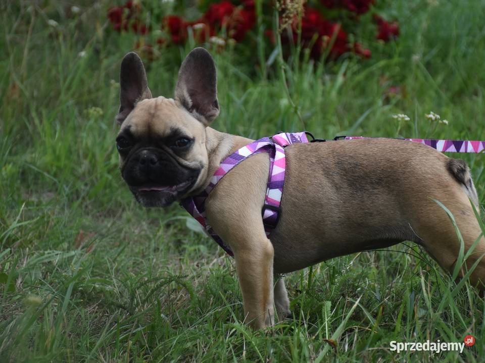 buldog francuski szczenię odchowana 6 miesięcy Buldog Lipno