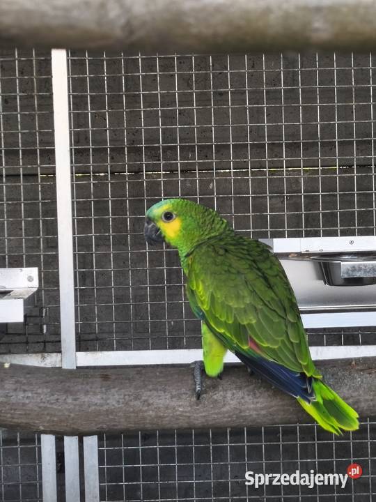 Amazonka Niebieskoczelna Zawady