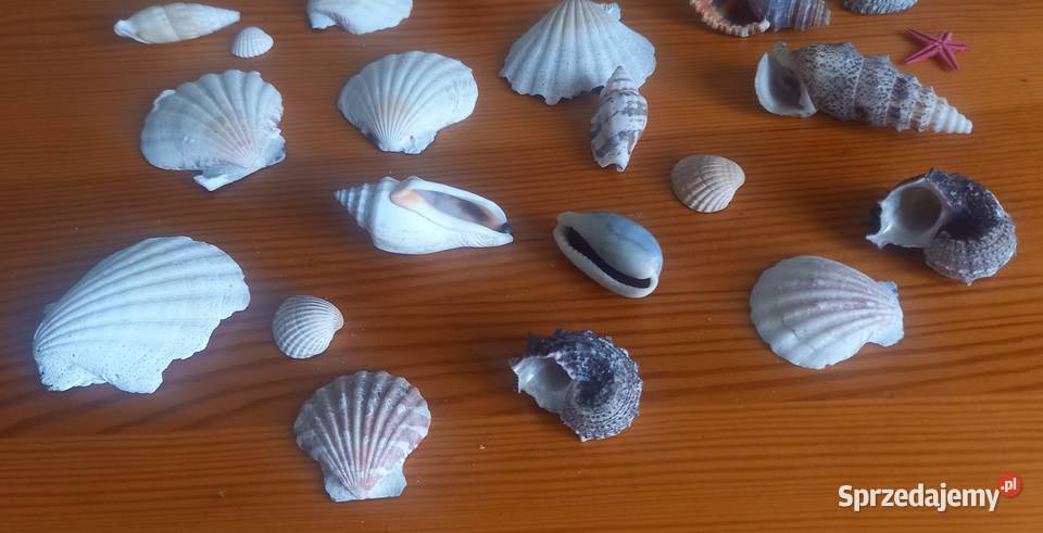 Muszle muszelki kolekcja 26 sztuk