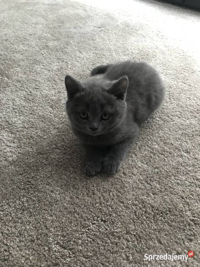 Ostanie dwa kotki Brytyjskie Niebieskie Kielce