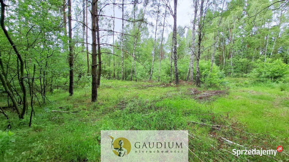 DUŻA DZIAŁKA ROLNA Z LASEM MĘCIKAŁ gm Brusy Męcikał