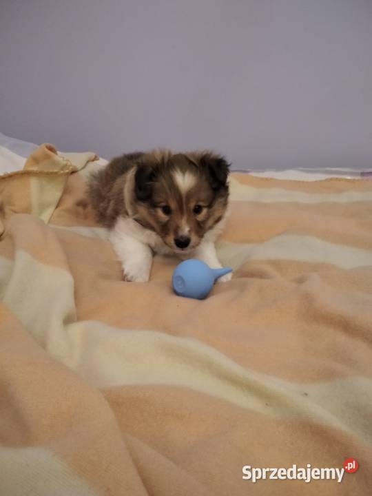 OWCZAREK SZETLANDZKI Owczarek Rokietnica