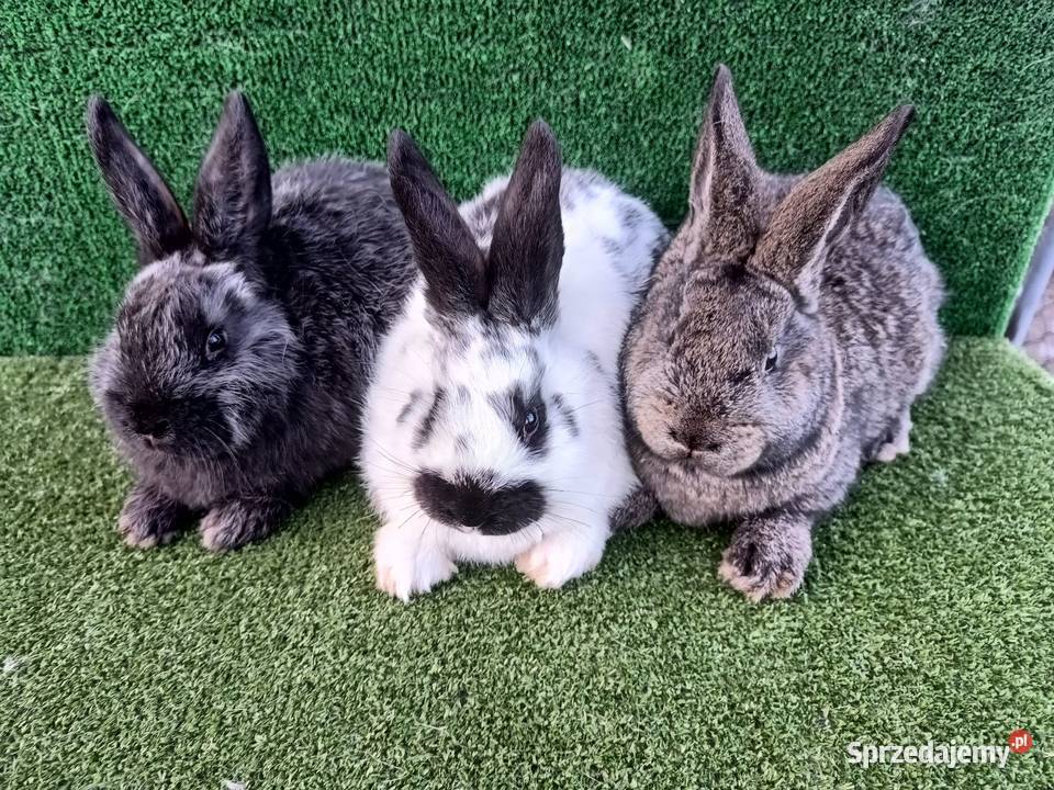 Króliki mieszańce Kijowskie Nowiny