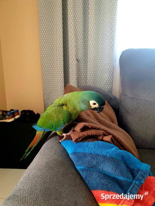 Papuga Ara Maracana Prusice